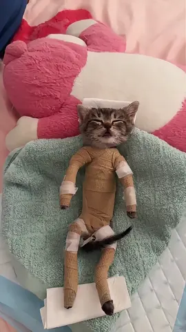 Goodbye,Little Kitten!#kitten #kittensoftiktok #cat #catvideo #petlover 