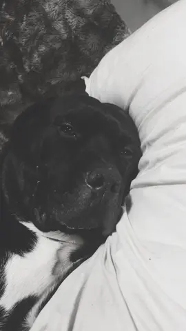 Dude is a beat frfr #FYP #dogsoftiktok #fyppppppppppppppppppppppp #trendingsound #viral 