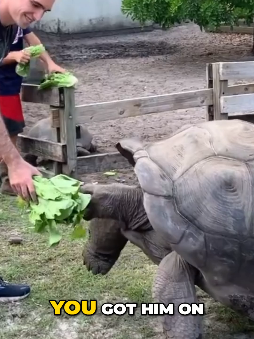 Check out Oliver standing on three legs; not a bad trick for a tortoise that weighs 565 pounds. 🐢 #fyp #tortoise #tortoisesoftiktok #farmanimals #farmlife #fypage #farmtok #animals #animalsoftiktok #reptilesoftiktok #aldabratortoise #galapagostortoise #tortoises #fypage
