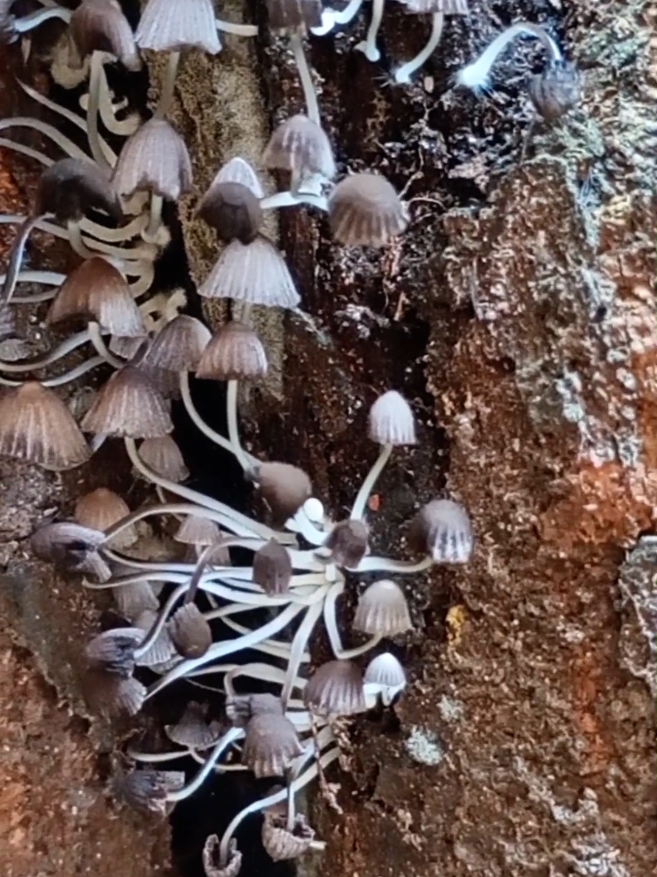 Os cogumelos estão sumindo...😔🍄‍🟫🍄 #cogumelos #natureza #fadas #noturno #dark 