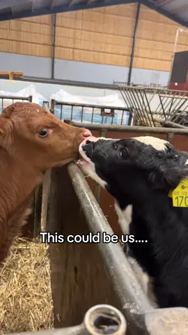 🤠#cow #cowboy #farm