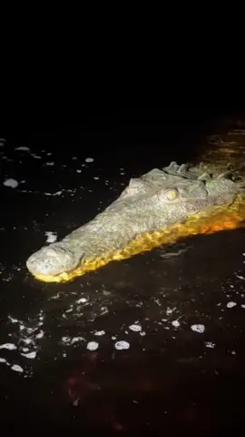 Looking for a 20 foot python! #snake#wildlife#florida#fyp #nature 