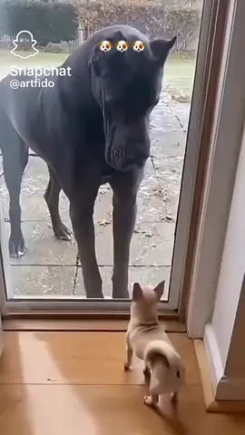 Little #dogs #scared of big dogs #funny #cute #viral 