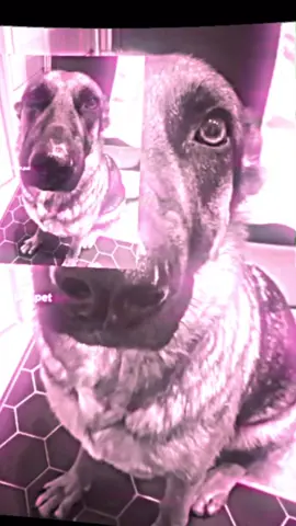 Dog#tiktok #funny #trending #67 #dogwhining 