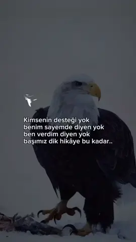 🦁🦅🐺 TAKİP ETMEYİ UNUTMAYIN 👈  #yorgunbays #türkiyetiktok #video #video #video 