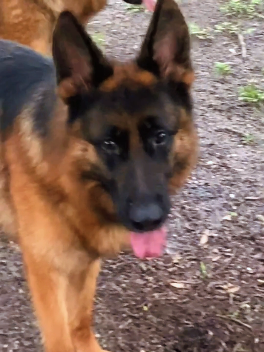 هل يجوز تربية الكلاب في البيت  حكم تربية الكلاب #كلاب_شرسة #كلاب_كيوت #كلاب_بوليسيه_مدربه كلاب الحراسة  كلاب الصيد #الشيخ_محمد_بن_علي_الشنقيطي #قصص_دينية_مؤثرة 