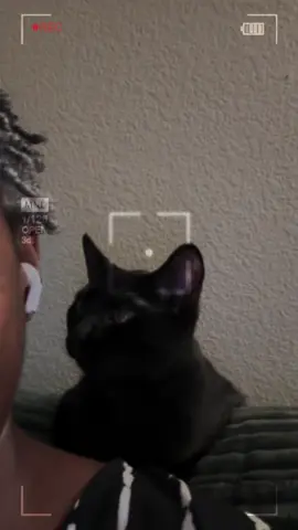 Lucy vs. my AirPod #catsoftiktiok #catsdoingthings #kittytok #curious 