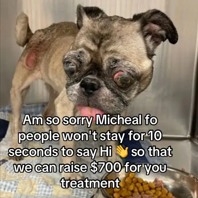 Am so sorry Micheal fo people won't stay for 10 seconds to say Hi so that we can raise $700 for you treatment #catrescue #straycat #dog #viralreels #views_video 