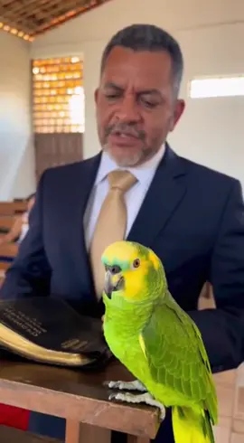 Até o papagaio sabe de seus pecado 😂😂🦜 #viral #viraltiktok #humor #papagaio #igreja 