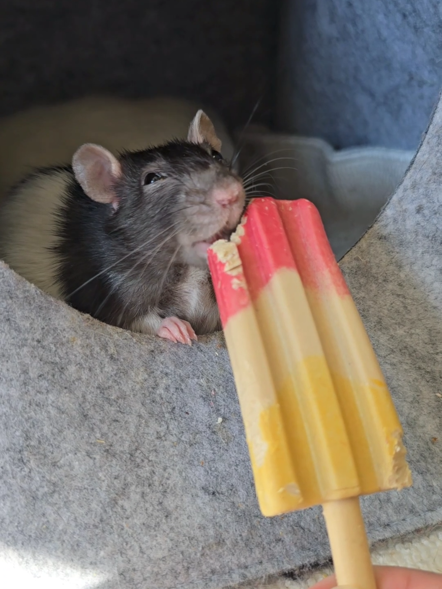 Little lady eating a snack 😋  . . #girl #icecream #snack #rat #animal 