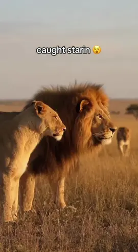 Bro got caught staring.  #wildlife #ai #lionking #queen #marriage