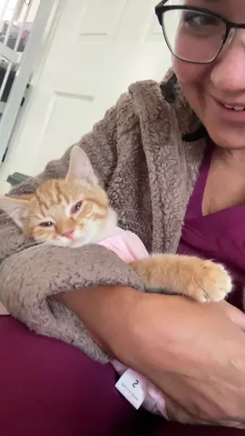 Rosie just got home from her spay. She’s got her adorable little onesie on! #kitten 