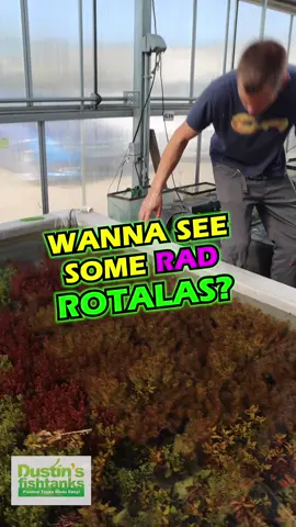 🚨 COLOR ALERT! 🚨 We’ve got 8 DIFFERENT SPECIES of ROTALA — and they’re 🔥🔥🔥 Looking for that pop of red, pink, or orange in your tank? 💥 Rotala delivers. 💥 Easy to grow. 💥 Insane color under good light. Your aquascape called — it wants more Rotala. 🌈 Shop Now & TANK ON 👇 https://dustinsfishtanks.com/collections/rotala Follow us! @DustinsFishTanks https://linktr.ee/dustinsfishtanks #aquascape #aquarium #fishtank