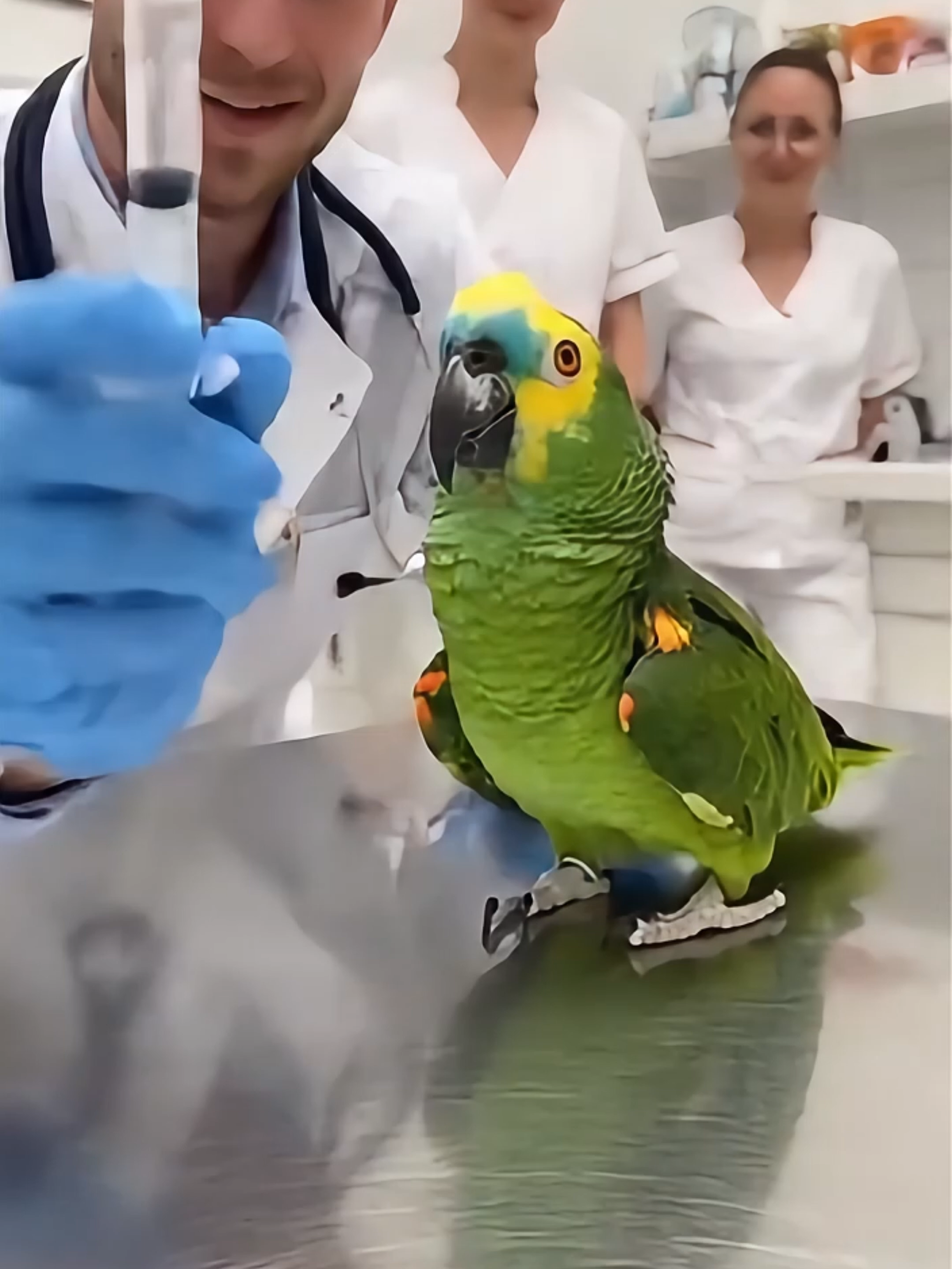 🦜💉 „Keine Spritze! Böser Mann!“ 😂 #ComedyTikTok #Papagei #DerFrechePapagei #DeutschComedy #RoastHumor #FunnyShorts #deutschememes #KIVideos #Sora2 #AIVideos