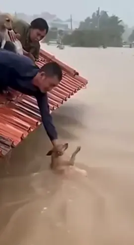 rescue dogs in flood area part 2🥰#dog #Love #foryou #usa🇺🇸 