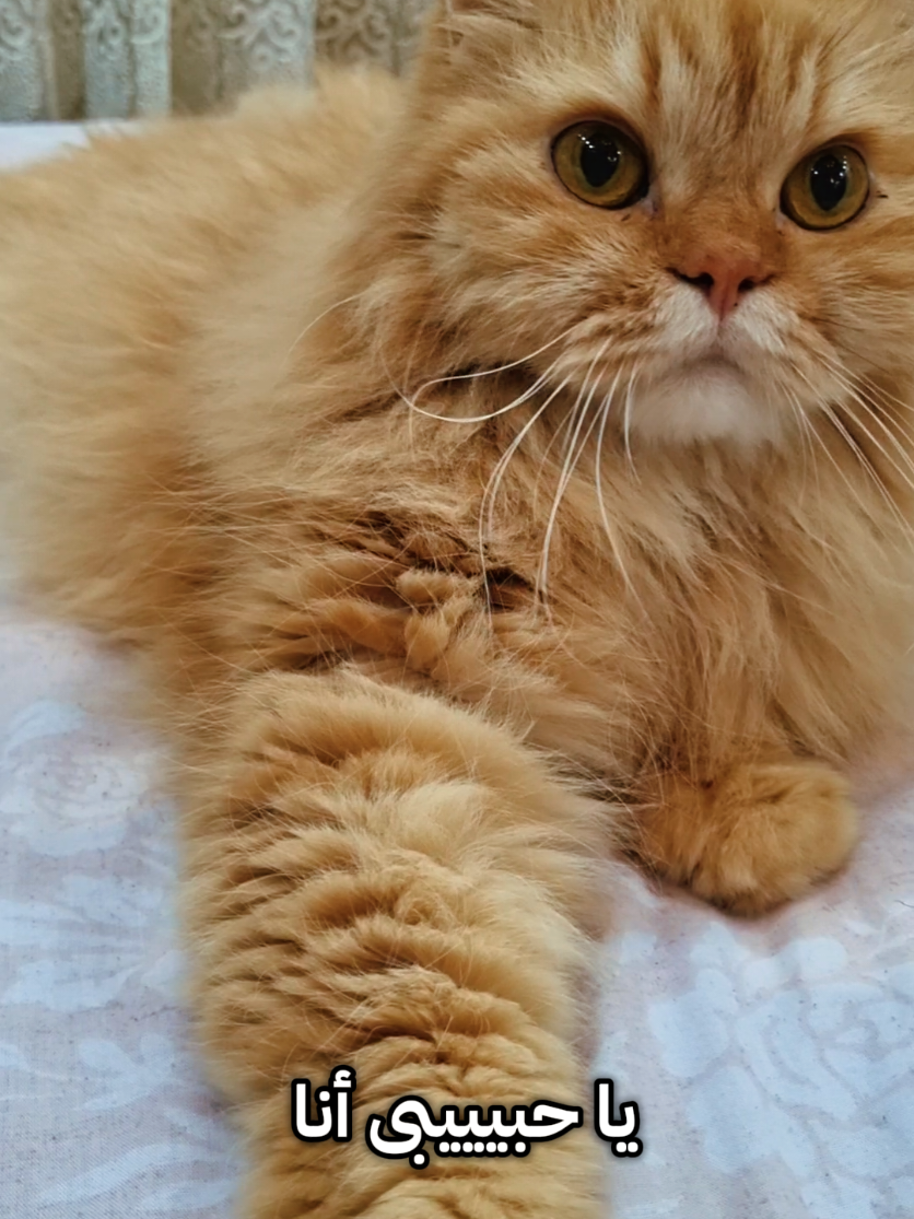 Meshoooooo ❤️  #catlovers #قطط_كيوت #lovecatsoftiktok😻 #PetsOfTikTok #petsloveres 