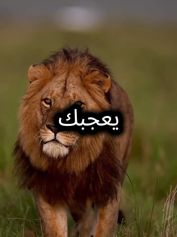 اسلوبي لا يعجبك تجاهلني  #اقتباسات_عبارات_خواطر #اقتباسات #خواطر #مواقف #عبارات 