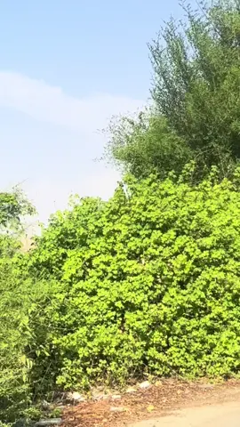 اليمن # حضرموت#المهره #مارب_شبوه_الجوف #رسب بن يماني # غيل بن يمين #حرو #The #ggs68 #v #ربع #The 