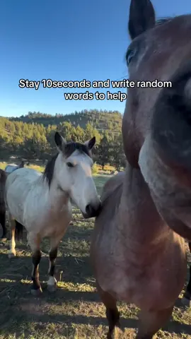 Please 🙏 #horsesoftiktok #horse #fyp #us 