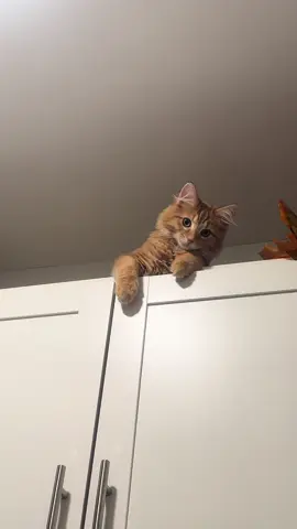 Pumpkin turned 5 months today!!🧡every day he gets a little bigger, a little braver, and a lot cuter☺️☺️ #kitten #orangecatsoftiktok #cat #5monthsold #catlife 