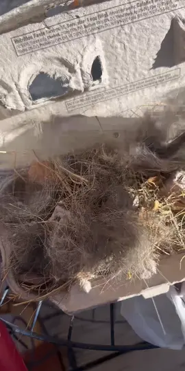 #livehighlights #tiktoklive #offgridliving #thehealinghomestead #engaging 