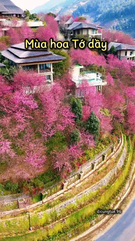 Mùa hoa Tớ dầy đẹp nhất Mù Cang Chải- Yên Bái  #garryamucangchai #mucangchai #yenbai #trekking #laocai 