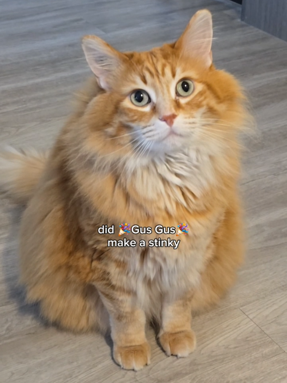 Sometimes you just gotta stop and smell the stinkies 😂 #catsoftiktok #foryoupage 