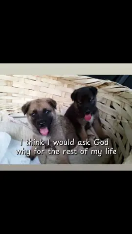 “If love could’ve saved you… You would’ve lived forever” 🐾❤️🤧