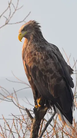 #CapCut #zako😎 #اكسبلور #🔥 #🦅 