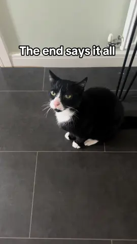 This was one serious talk. Arthur was in denial.  #meow #cattok #catcontent #catlovers #catlife