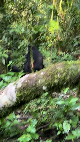 #creatorsearchinsights No WiFi, no worries — just nature’s magic 🌿💛 #fyppppppppppppppppppppppp #travel #fypシ゚ #fypage 