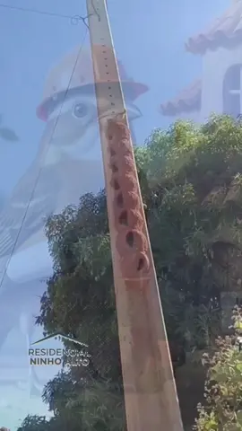 😯OLHA JOÃO DE BARRO PRONTO PARA ALUGAR NOVAS MORADAS.😂  #joaodebarro