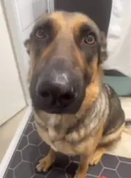 make sure to follow because i cool #funny #meme41 #dogwhining #fyp #dog 