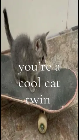 the coolest cat #cat #queen #fyp 