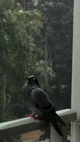 #دعاء #يوم #الجمعة #يارب🤲🏻🤍 #foryoupageofficiall❤️❤️tiktok 