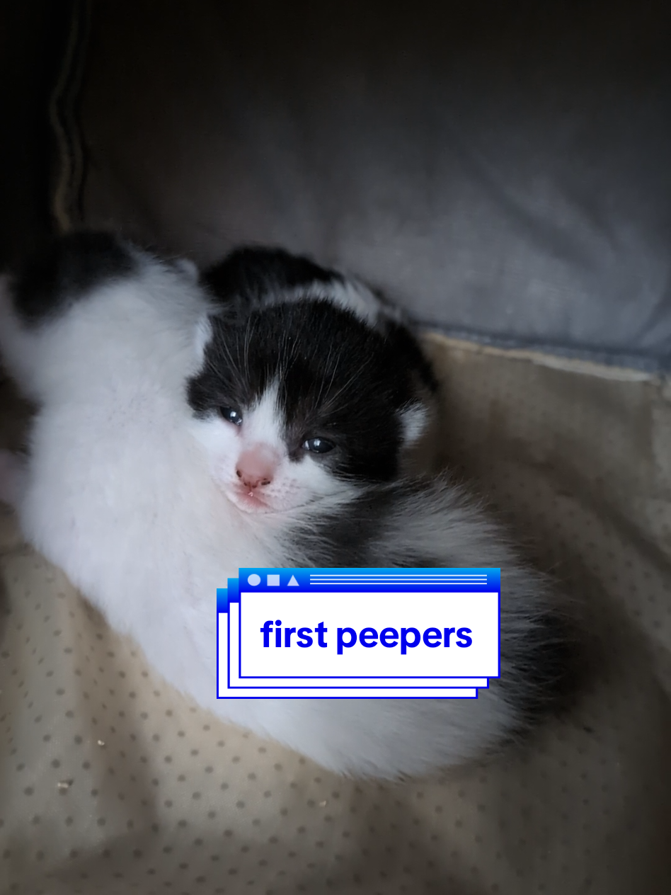 first peepers 👁️👁️ award goes to K2 who, according to Vika, might be a girl! maybe we'll have a girl boy pair of kittens after all. my mama cat distraction ruse didn't work, but at least we got eyes on those eyes. #catrescue #kittenfarmer #mamacat #fosterkittens #catlover 