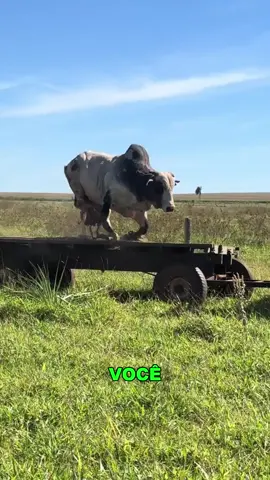 #pecuária #fazenda #prefeito #curiosidade