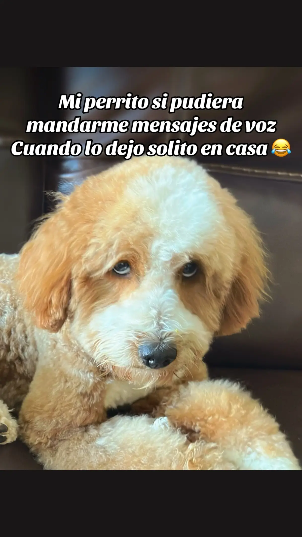 #mascotas #bestfriend 