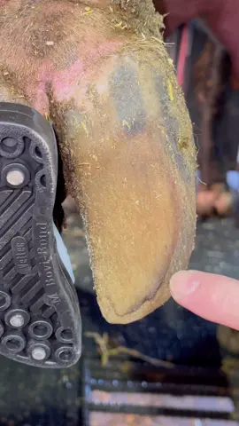 She wore her sole through…. #natethehoofguy #fyp #hooftrimming #hoofcleaning #oddlysatisfying 