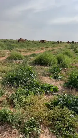 #في هذا اليوم 