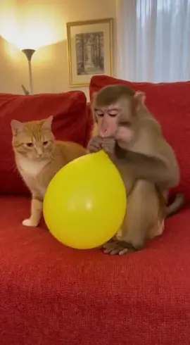 #fyp #fypシ #cat #monkey 