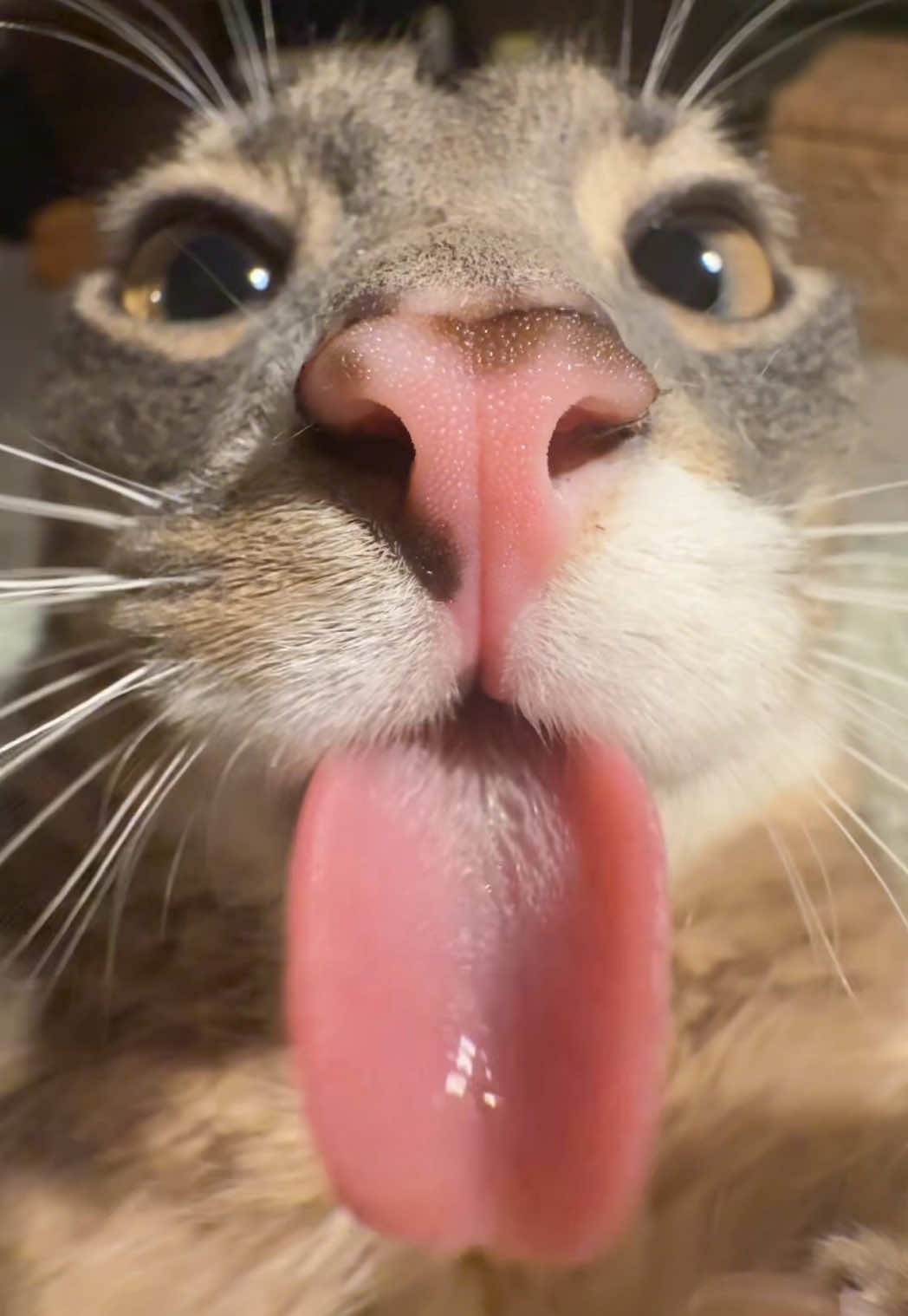 Rigbycat belly rubs >>>> #fyp #catsoftiktok #catcontent #rigbycat #sillycat 