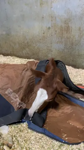 Little phoenix update and getting some Bemer  time ##fyp##foal##barnlifeisthebestlife##viral