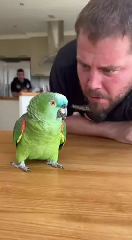 🦜 “¡Vivir contigo es como vivir con un hipopótamo en pijama!” 😂 El interrogatorio más raro de la Policía Nacional. El loro no solo habla… ¡suelta verdades! 💥 👮‍♂️ Uno grita, el otro se cae de la silla y todos pierden la compostura. 🎥 Mira hasta el final el remate es oro puro.   #fyp #viral #unfreezemyaccount 