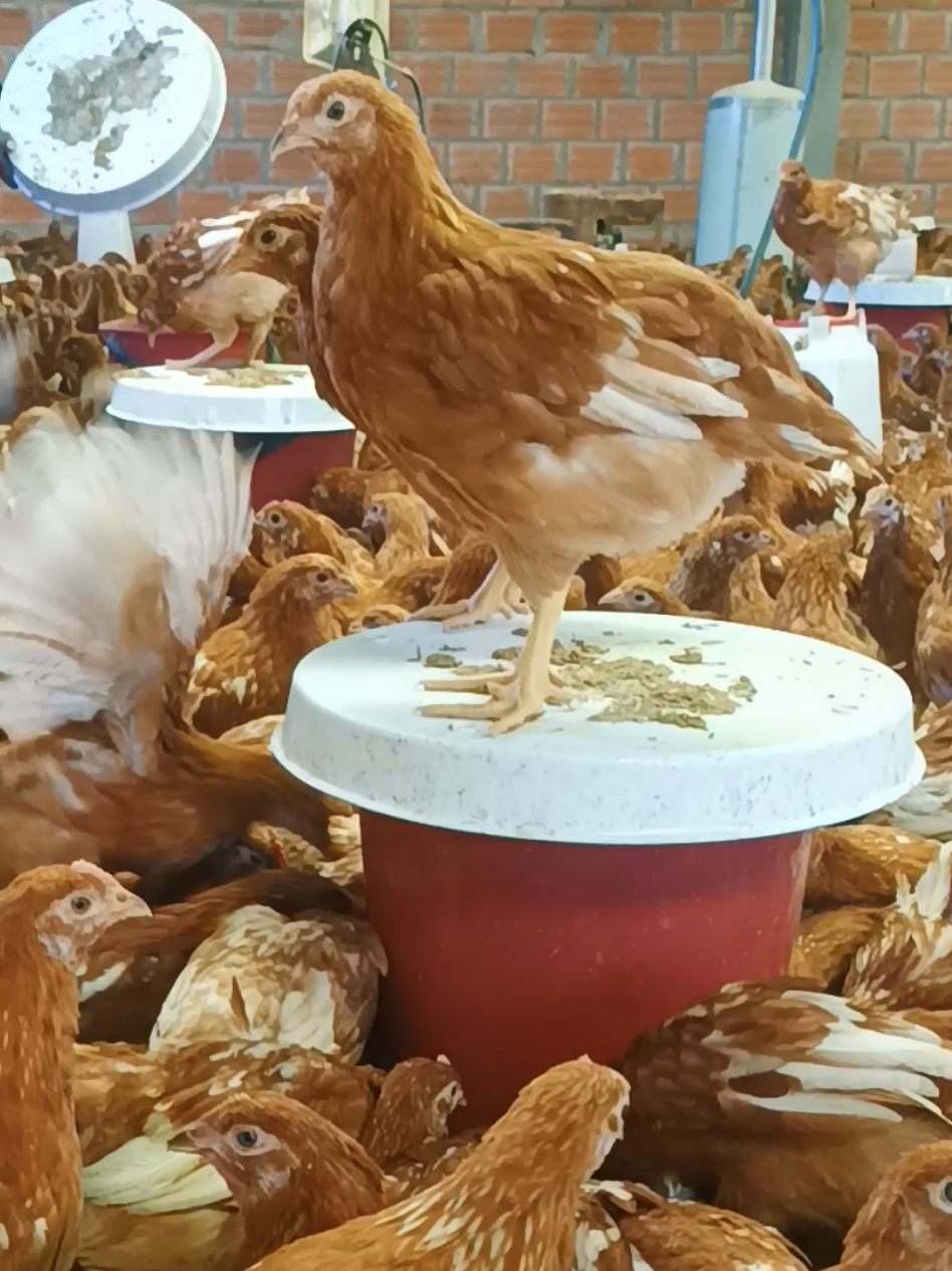 #Ponedoras ISA Brown 1ra línea 8 semanas  en La Paz 🇧🇴 Emprender en el altiplano es posible esta es un clara muestra seguros para más guías #pollitos #paratiiiiiiiiiiiiiiiiiiiiiiiiiiiiiii #viral #elaltobolivia🇧🇴🥰 