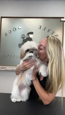 Tip súper importante para pelo liso. Guárdatelo y aprende a dejar guapísimos a este tipo de clientes. 🫶 #shihtzu #groomingtips #f #paratiiiiiiiiiiiiiiiiiiiiiiiiiiiiiii #shihtzupuppy 