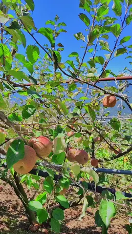 สวนแอปเปิ้ลบนเขาไต้หวัน#tiktokสายเที่ยว #tiktokพาดู #ไต้หวัน #แอปเปิ้ล #วิวภูเขาสวยๆ 