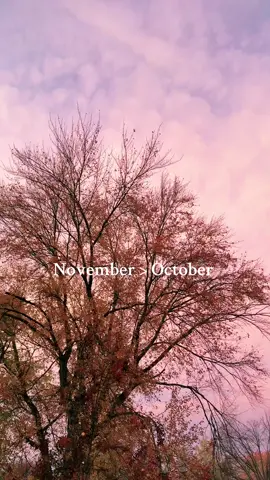 Sorry but November is when fall really starts showing off. Orange leaves and the pinkest sunsets. Windy rainy Sunday afternoons and maybe a snowflake or two. The anticipation of holiday season getting closer and closer. I don’t think there’s anything better than November. 