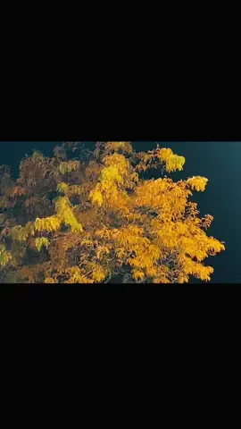 🫣🔥🐌 esa editacion😮‍💨😮‍💨 #gr86 #toyota #limitededition #slowmotion #foryoupag 