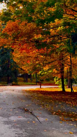 #autumn #fallincanada #november #autumnvibes🍁 #foryou 